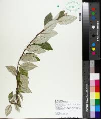 Elaeagnus pungens image