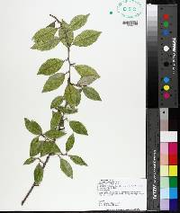 Elaeagnus pungens image