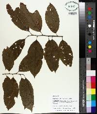 Oxydendrum arboreum image