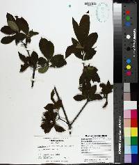 Rhododendron calendulaceum image