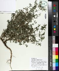 Chamaesyce hyssopifolia image