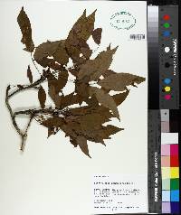Image of Lonchocarpus densiflorus