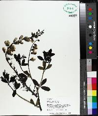 Baptisia alba image