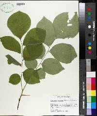 Cladrastis kentukea image