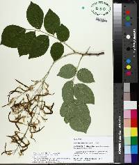 Cladrastis kentukea image