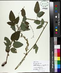 Desmodium incanum image