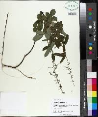 Desmodium incanum image