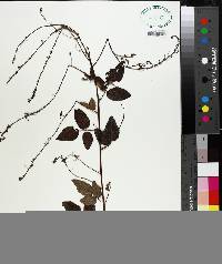 Desmodium laevigatum image