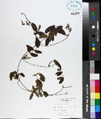 Galactia elliottii image