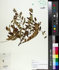 Gleditsia aquatica image