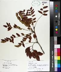 Gleditsia aquatica image