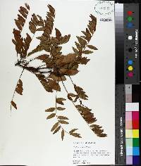 Gleditsia aquatica image