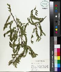 Gleditsia aquatica image