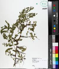 Gleditsia triacanthos image