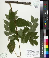 Gymnocladus dioicus image