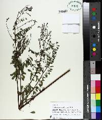 Indigofera caroliniana image