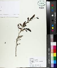 Indigofera suffruticosa image