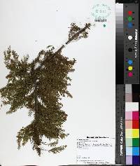 Taxodium distichum image