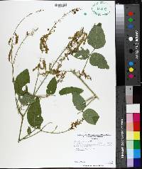 Desmodium canescens image