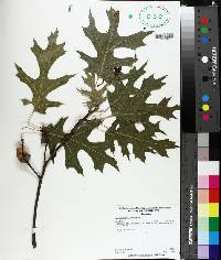 Quercus coccinea image