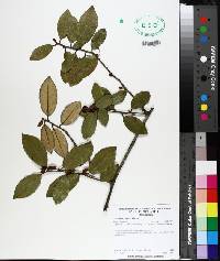 Elaeagnus pungens image