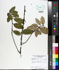 Elaeagnus pungens image