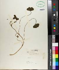 Trifolium subterraneum image