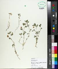 Medicago rugosa image