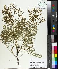 Prosopis glandulosa image