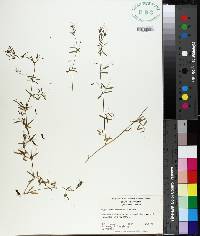 Vicia tetrasperma image