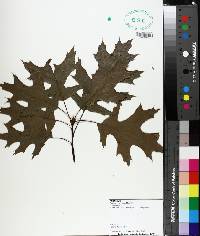 Quercus coccinea image