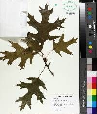 Quercus coccinea image