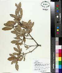 Quercus geminata image