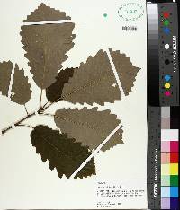 Quercus michauxii image