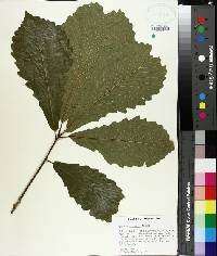 Quercus michauxii image