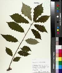 Quercus muehlenbergii image