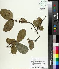 Quercus myrtifolia image