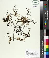 Quercus phellos image