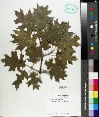 Quercus shumardii image