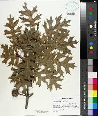 Quercus shumardii image