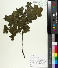 Quercus similis image