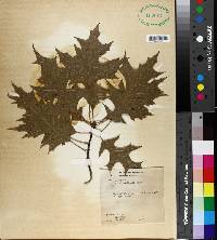 Quercus texana image