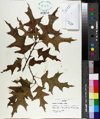 Quercus texana image