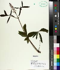 Aesculus glabra image