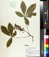 Aesculus pavia image