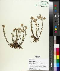 Phacelia dubia image