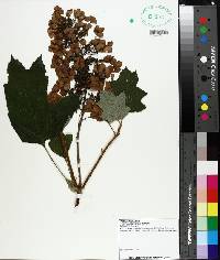 Hydrangea quercifolia image