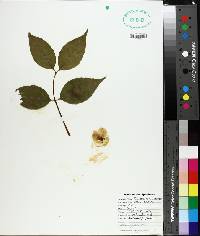 Philadelphus inodorus image