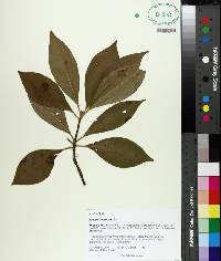 Illicium floridanum image