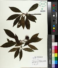 Illicium floridanum image